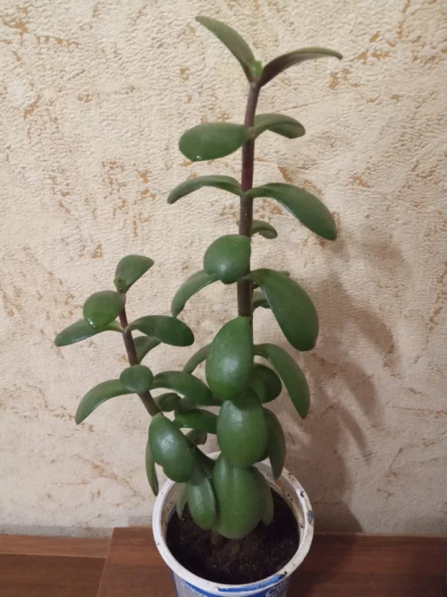 Денежное дерево (толстянка)