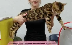 Бенгальский котик в разведение. Алиментные котята