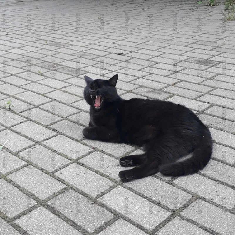 Зверь