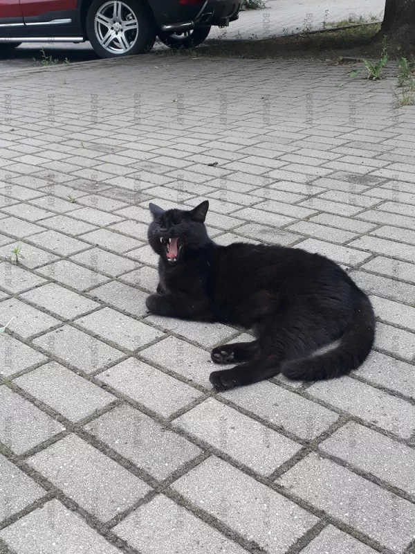 Зверь