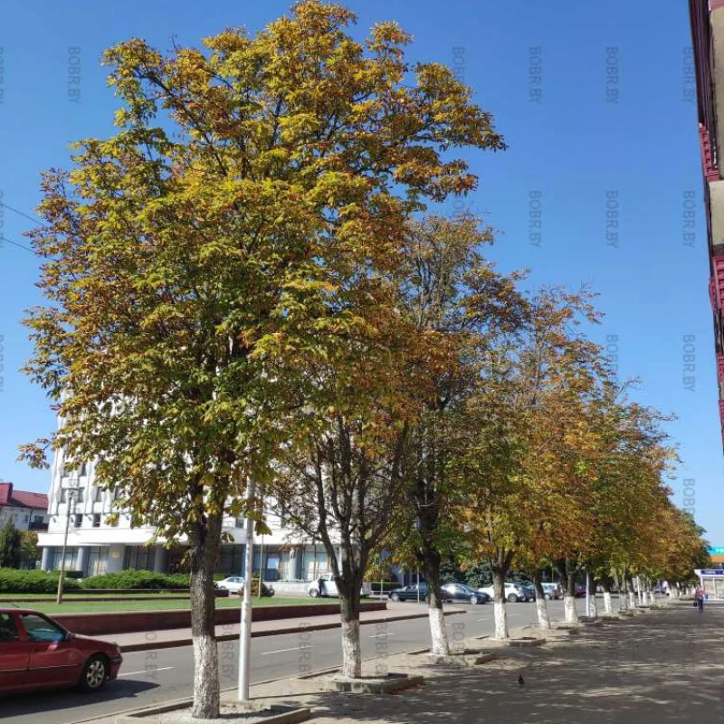 Осень пришла в Бобруйск