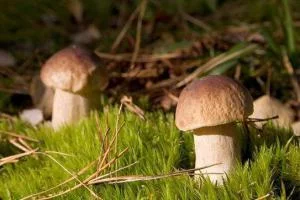 Ушли за грибами и заблудились