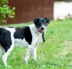 Красавчик Джек в поисках дома