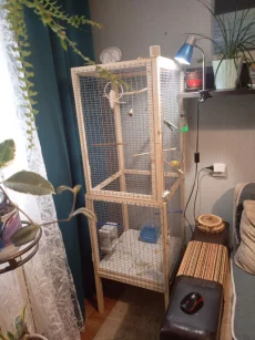 Кенар хохлатый