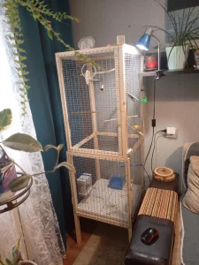 Кенар хохлатый