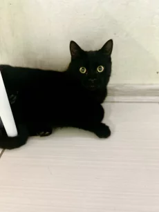 Очень ласковый котик ищет дом