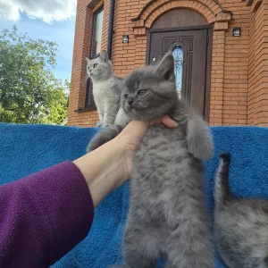 Шотландские серебристые котята