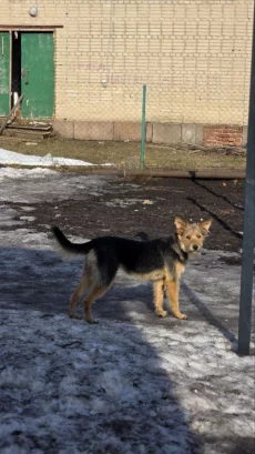 Маргоша ищет дом