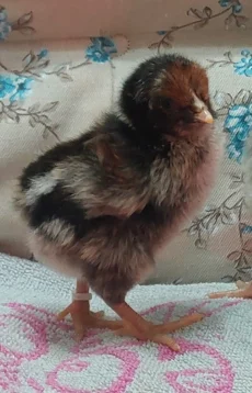 Цыплят породы Барневельдер серебро