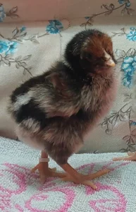 Цыплят породы Барневельдер серебро