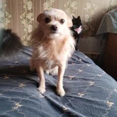 Собачка Дана ищет себе новую семью