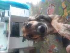 Отдам в добрые руки