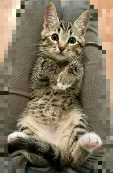 В поисках дома милый котик