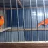 Красных канареек