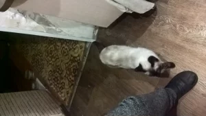 Бронь котят