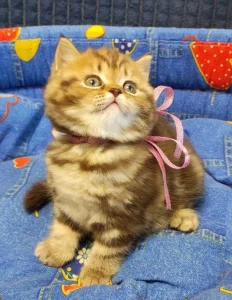 Мраморная молочная шоколадка. Британский котенок