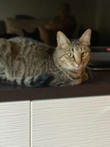 Бесплатно стерелизованая кошечка