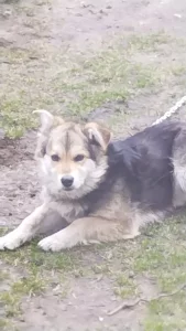 Пропала собака