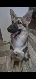 Щенок подросток