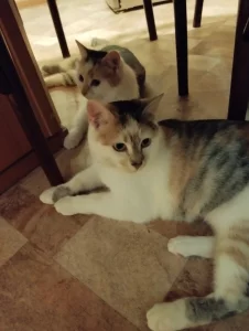 Очаровательные кошечки Лера и Вера ищут свой дом