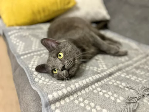 Молодой котик ищет дом