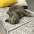 Молодой котик ищет дом