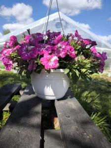 Петуния бакопа дихондра