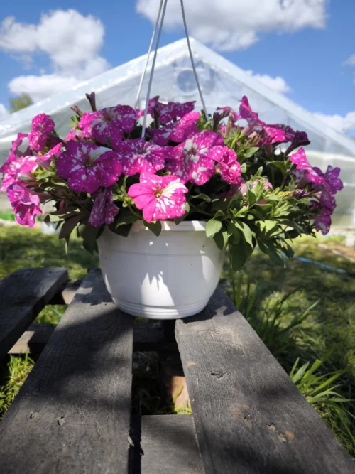 Петуния бакопа дихондра