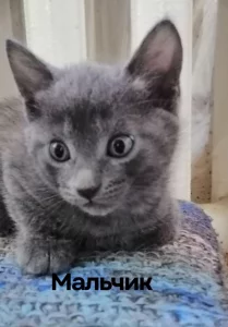 Котята