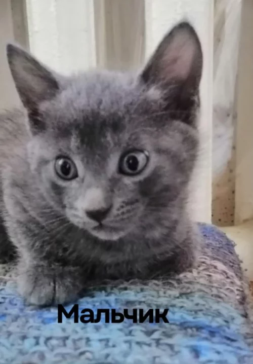 Котята