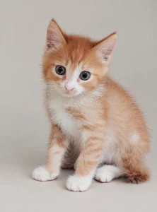 Котёнок девочка рыжая