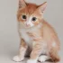 Котёнок девочка рыжая