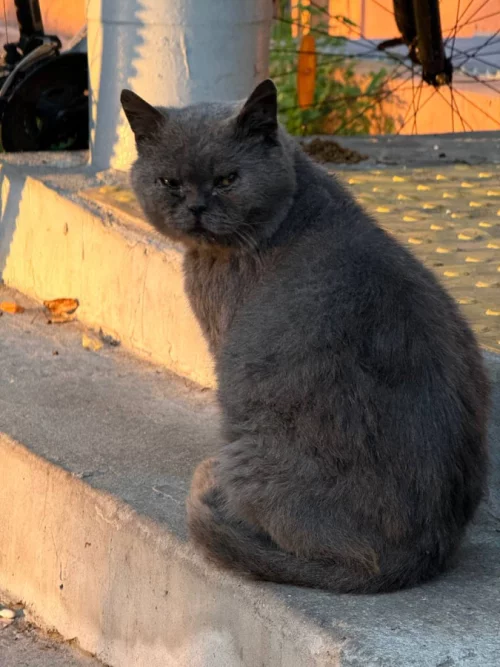 РУЧНОЙ ЛАСКОВЫЙ КОТИК ИЩЕТ СЕМЬЮ