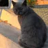 РУЧНОЙ ЛАСКОВЫЙ КОТИК ИЩЕТ СЕМЬЮ