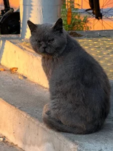 РУЧНОЙ ЛАСКОВЫЙ КОТИК ИЩЕТ СЕМЬЮ