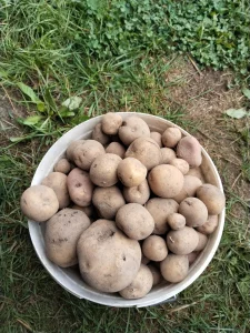 Картофель