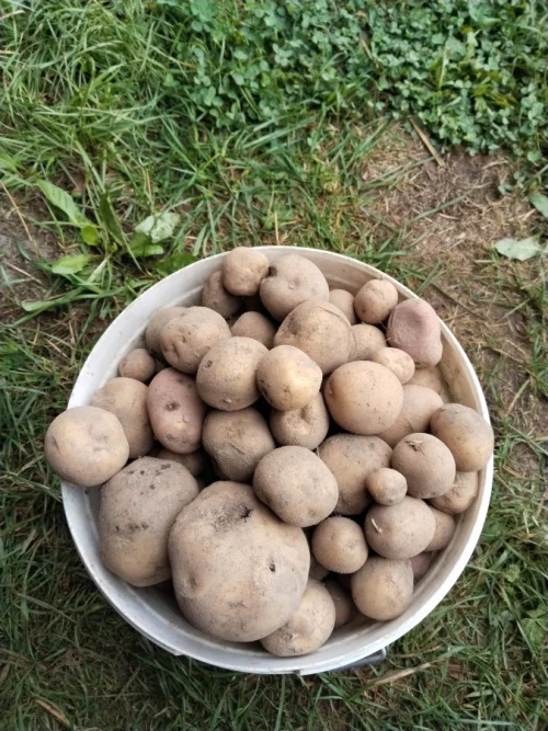 Картофель
