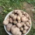 Картофель