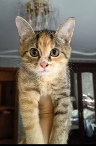 Котятат