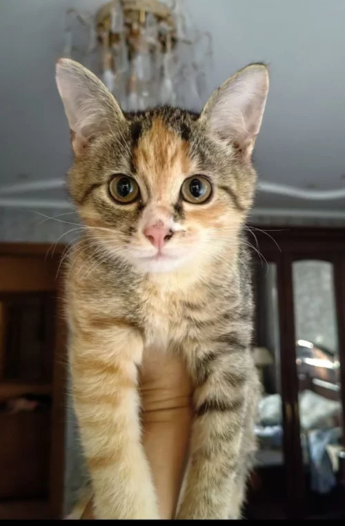 Котятат