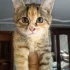 Котятат