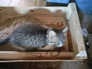 Отдам котят