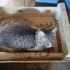 Отдам котят