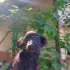 Собака в дар