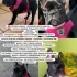 Пропала( вероятнее всего забрали, присвоили)!!! Она тяжело больна!!