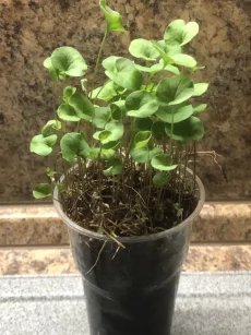 Дихондра рассада