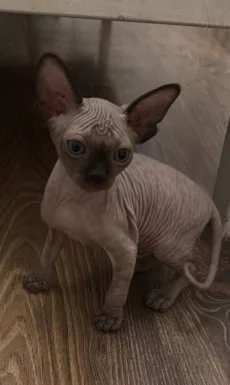 Котёнок. Сфинкс