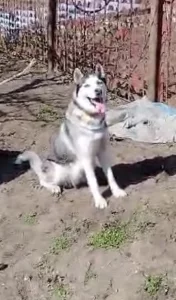 Отдам добрым людям