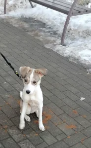 Милый щенок