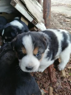 Малыши ищут дом